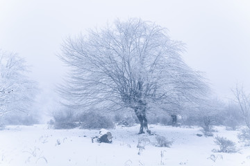 Icy tree in a foggy forest