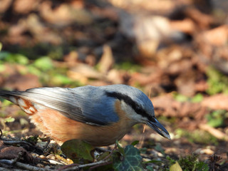 Kleiner Vogel sitzt im Wald auf Blättern im Herbst