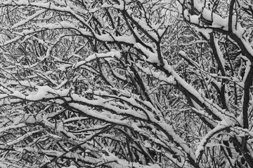 branches of bushes in the snow