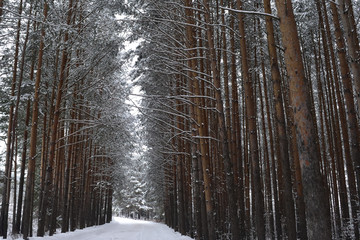 road in a pine forest in winter