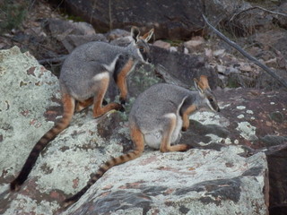 Wallabies des rochers