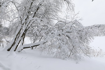 Russian winter landscape with lots of snow on tree branches.