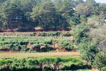 terraced fields in vietnam. view from above