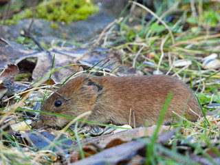 Maus in einem Wald mit Blumen Nahaufnahme