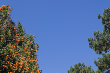 flowering tropical tree in asia