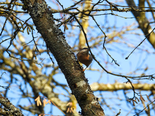 Kleiner Vogel sitzt im Wald auf Blättern im Herbst
