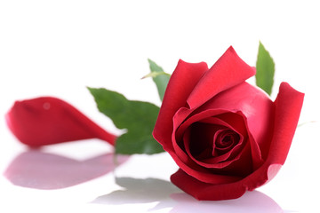 red rose flower isolated on white background