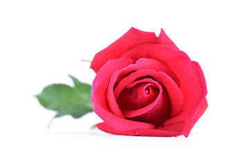 red rose flower on isolated on white background