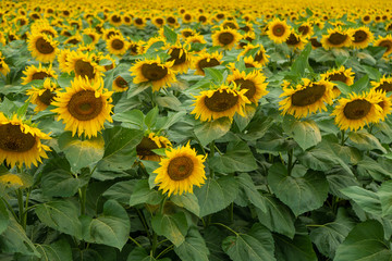 blooming sunflower field. Agricultural field