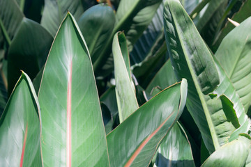 green leaves of a tropical plant