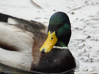 Duck close up in a lake with water background