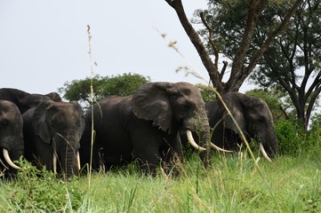 African elephants, Queen Elizabeth National Park, Uganda