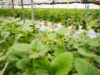 ビニールハウスでいちご狩り