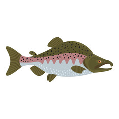 The male pink salmon (Oncorhynchus gorbuscha) is isolated on the white background.