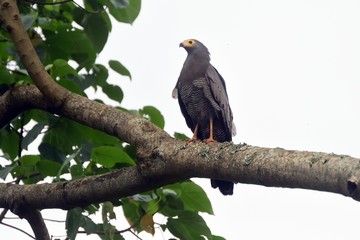 African harrier-hawk, Queen Elizabeth National Park, Uganda