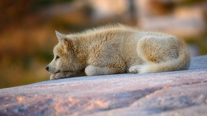 Greenland dog puppy in sunset