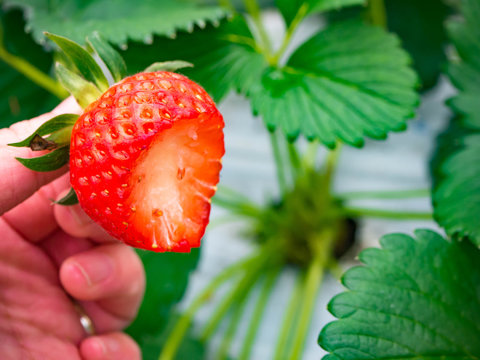 いちご狩り のストック写真 ロイヤリティフリーの画像 ベクター イラスト Adobe Stock