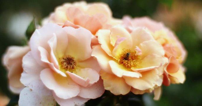 Beautifully Blooming Yellow Roses In An Organic Garden In Spring