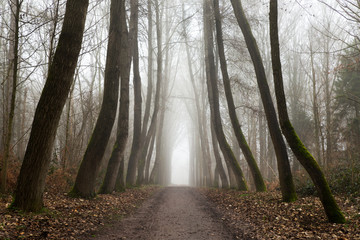Obraz premium Forest walk during a misty morning in the Palingbeek in Zillebeke - Ypres.