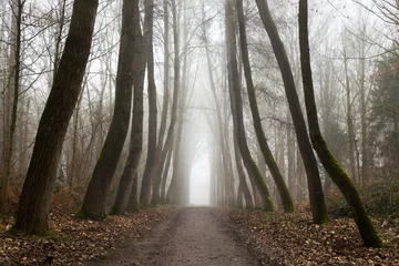 Fototapete Forest walk during a misty morning in the Palingbeek in Zillebeke - Ypres. © krist