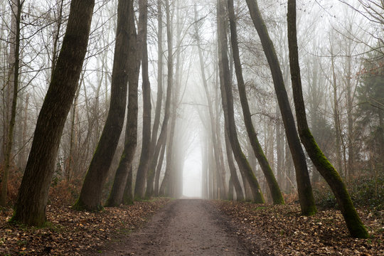 Forest walk during a misty morning in the Palingbeek in Zillebeke - Ypres.