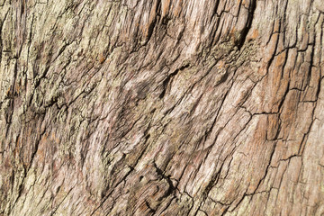 texture of old cracked wood for background