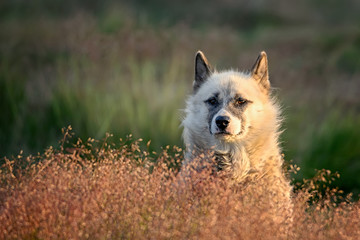 Greenland dog puppy in sunset © Jaro