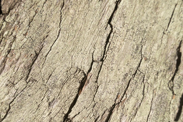 texture of old cracked wood for background