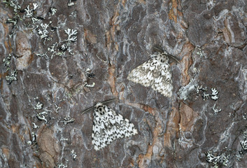 Nun moths, Lymantria monacha resting on pine bark, this moth can be a pest on forests