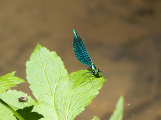 Schmetterling Nahaufnahme Makro mit Blumen 
