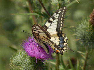 Blumen Nahaufnahme Makro mit grünen Blumen
