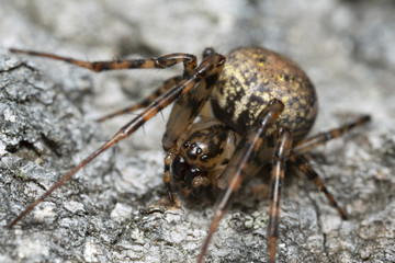 Shaded orb-weaver, Metellina merianae on bark, macro photo