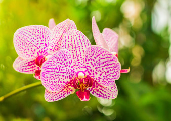 Close-up of pink phalaenopsis or moth orchid. Beautiful orchids bloom in the garden.