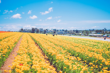 Beautiful flower sea in Carlsbad, USA