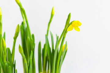 Fototapeta na wymiar the buds of daffodils bloom at home