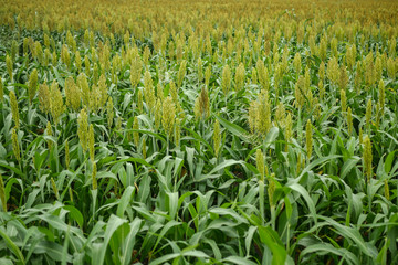 Millet plantations in the field. Millet field. Sorghum field. 