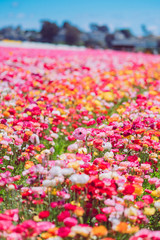 Beautiful flower sea in Carlsbad, USA