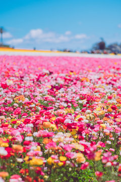 Beautiful flower sea in Carlsbad, USA