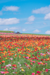 Beautiful flower sea in Carlsbad, USA