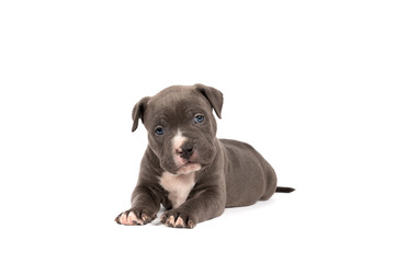 Purebred American Bully or Bulldog pup with blue and white fur lying down isolated on a white background