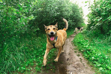 Peaceful happy dog walking on trail at field