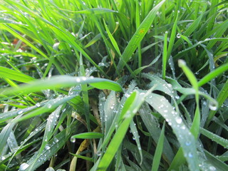 grass with water drops
