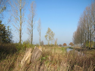 Fototapeta premium landscape with trees and blue sky