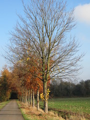 Obraz premium tree in the park