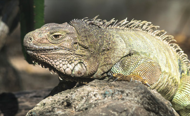 Green iguana or Common iguana 