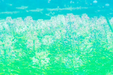 Fototapeta na wymiar Pastel colors of spider flowers in a blooming garden for a backdrop 