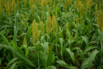 Millet plantations in the field. Millet field. Sorghum field. 