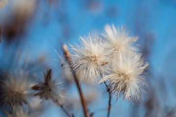 Fototapeta na wymiar dried dandelions against the sky