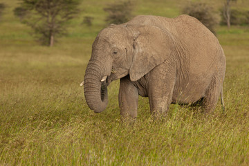 an elephant on the savannah