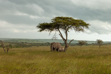 Naklejka premium family of elephants on the savannah